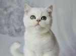 Hugo - British Shorthair Kitten For Sale - NY&comma; US