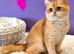 Tina - British Shorthair Kitten For Sale - NY&comma; US