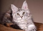 Arizona - Maine Coon Kitten For Sale - NY&comma; US