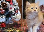 Orange Male - Maine Coon Kitten For Sale - Van Horne&comma; IA&comma; US