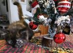 Dark Tortie Female - Maine Coon Kitten For Sale - Van Horne&comma; IA&comma; US