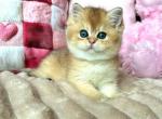 Gloria - British Shorthair Kitten For Sale - NY&comma; US