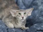 Afraditta - Oriental Kitten For Sale - Brooklyn&comma; NY&comma; US