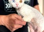 Oddy - Devon Rex Kitten For Sale - Brooklyn&comma; NY&comma; US