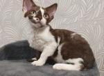 Freddy - Devon Rex Kitten For Sale - Brooklyn&comma; NY&comma; US