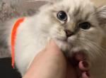 Sapphire - Siberian Kitten For Sale - Brooklyn&comma; NY&comma; US