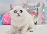 Dior Bri - British Shorthair Kitten For Sale - Brooklyn&comma; NY&comma; US