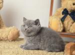 Richard - British Shorthair Kitten For Sale - Brooklyn&comma; NY&comma; US