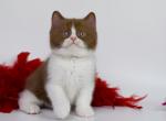 Santa - British Shorthair Kitten For Sale - Brooklyn&comma; NY&comma; US