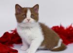 Simca - British Shorthair Kitten For Sale - Brooklyn&comma; NY&comma; US