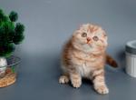 Veres - Scottish Fold Kitten For Sale - Brooklyn&comma; NY&comma; US