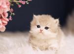 Quin - British Shorthair Kitten For Sale - Brooklyn&comma; NY&comma; US