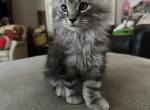Tabby Boy - Maine Coon Kitten For Sale - Chapel Hill&comma; NC&comma; US