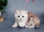 Xiola bri - British Shorthair Kitten For Sale - Brooklyn&comma; NY&comma; US