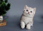 Xalvador - British Shorthair Kitten For Sale - Brooklyn&comma; NY&comma; US