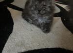 Smoke Grey Boy - Maine Coon Kitten For Sale - Chapel Hill&comma; NC&comma; US