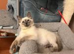Grace - Balinese Kitten For Sale - Phila&comma; PA&comma; US