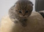 Willow - Scottish Fold Kitten For Sale - Naperville&comma; IL&comma; US