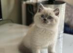 Mr Late - Scottish Straight Kitten For Sale - Celebration&comma; FL&comma; US