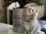 Cloud - Scottish Straight Kitten For Sale - Celebration&comma; FL&comma; US