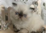 CFA Chocolate Point ON HOLD FOR Nathan - Persian Kitten For Sale - Lake Station&comma; IN&comma; US