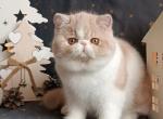 Exotic Shorthair - Persian Kitten For Sale - Hollywood&comma; FL&comma; US