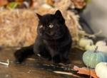 Ronan - Exotic Kitten For Sale - Lexington&comma; KY&comma; US