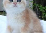 Chanel - British Shorthair Kitten For Sale - Quinlan&comma; TX&comma; US