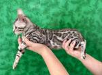 Mikuni Silver Male - Bengal Kitten For Sale - Rocklin&comma; CA&comma; US
