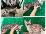 Mikuni Litter - Bengal Kitten For Sale - 