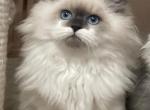 Evlampia - Siberian Kitten For Sale - Pembroke Pines&comma; FL&comma; US