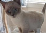 Bluept Baby Girl - Snowshoe Kitten For Sale - Walterboro&comma; SC&comma; US