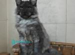 Amir - Maine Coon Kitten For Sale - Pembroke Pines&comma; FL&comma; US