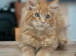 Alex - Maine Coon Kitten For Sale - Pembroke Pines&comma; FL&comma; US