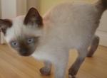 SP TOES - Siamese Kitten For Sale - Walterboro&comma; SC&comma; US