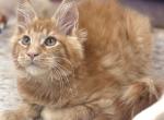 Arnold - Maine Coon Kitten For Sale - Pembroke Pines&comma; FL&comma; US