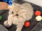 Smoky - Scottish Straight Kitten For Sale - 