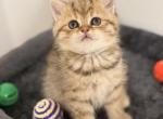 Tiger - Scottish Straight Kitten For Sale - 