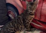 Champion bloodlines - Bengal Kitten For Sale/Service - Mills River&comma; NC&comma; US