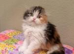 Lyly - Scottish Fold Kitten For Sale - Denver&comma; CO&comma; US