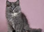Cherry - Siberian Kitten For Sale - Pembroke Pines&comma; FL&comma; US