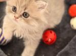 Smoky Christmas gift - Scottish Fold Kitten For Sale - Sarasota, FL, US