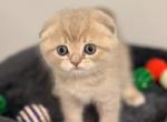 Jay Scottish fold - Scottish Fold Kitten For Sale - Sarasota, FL, US