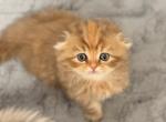 Pumpkin Christmas gift - Scottish Fold Kitten For Sale - Sarasota, FL, US