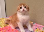 Leo - Scottish Fold Kitten For Sale - Denver&comma; CO&comma; US