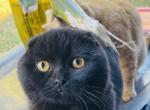 Scottish Fold Kitten - Scottish Fold Cat For Sale - Springdale&comma; AR&comma; US