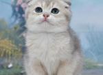 Hanna2 - Scottish Fold Kitten For Sale - Chicago&comma; IL&comma; US