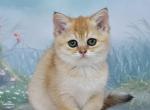 Helen1 - Scottish Fold Kitten For Sale - Chicago&comma; IL&comma; US