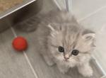 Male grey longhair - Scottish Straight Kitten For Sale - Sarasota, FL, US