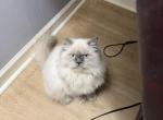 CFA Blue Point Male - Persian Kitten For Sale - Conyers&comma; GA&comma; US